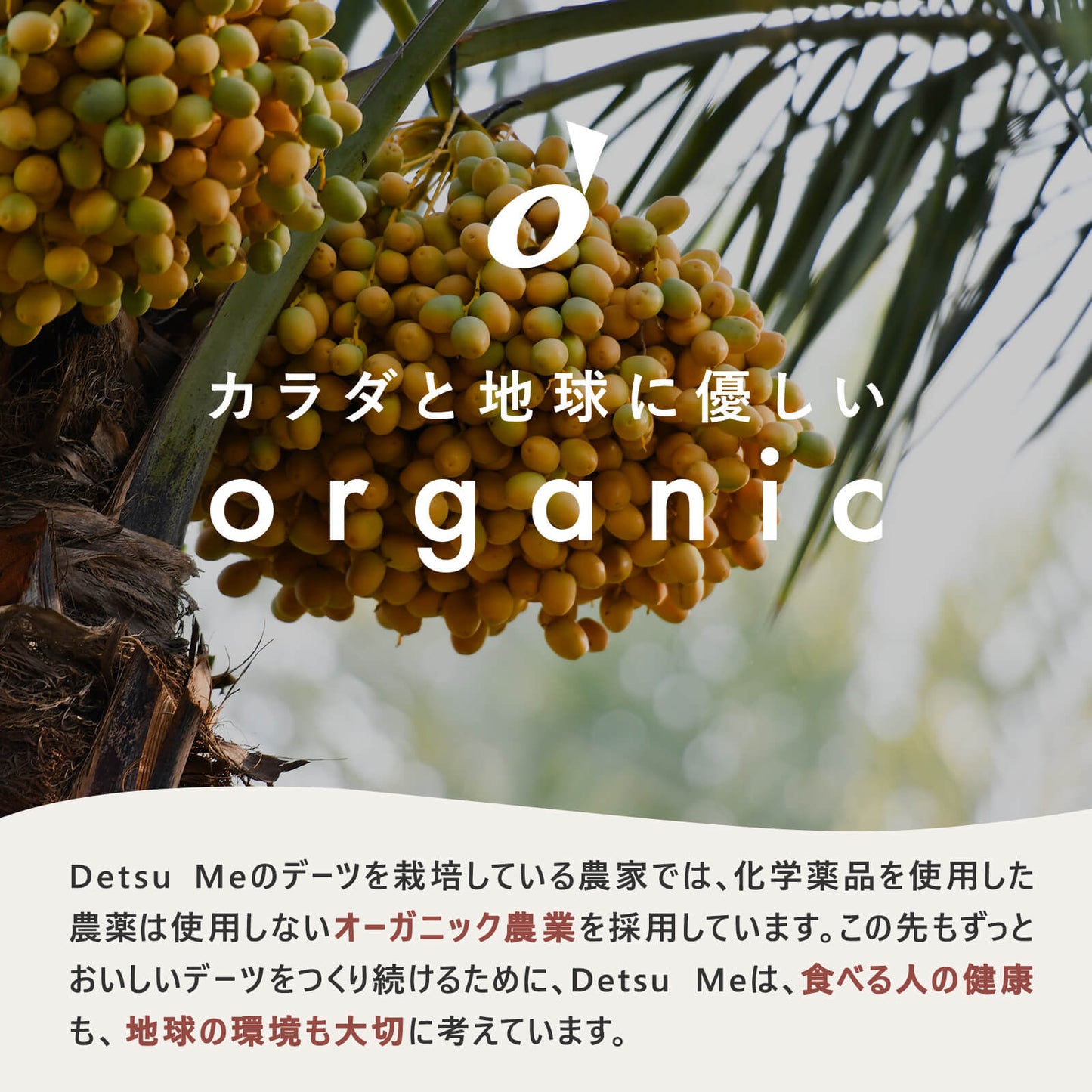 マジョール種デーツ  3袋セット