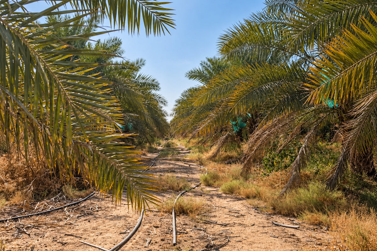 ナツメヤシが並ぶ農園の風景